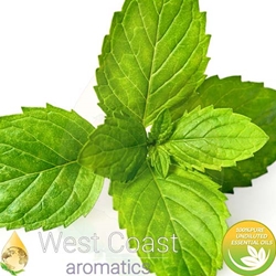 SPEARMINT Floral Water. Shop West Coast Aromatics Bulk, Wholesale at www.westcoastaromatics.com from reputable sources in the world. Try today. You'll Immediately Notice the Difference! ✓60 Day-Money Back.
