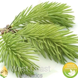 SPRUCE Floral Water. Shop West Coast Aromatics Bulk, Wholesale at www.westcoastaromatics.com from reputable sources in the world. Try today. You'll Immediately Notice the Difference! ✓60 Day-Money Back.