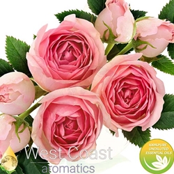 ROSE Floral Water. Shop West Coast Aromatics Bulk, Wholesale at www.westcoastaromatics.com from reputable sources in the world. Try today. You'll Immediately Notice the Difference! ✓60 Day-Money Back.