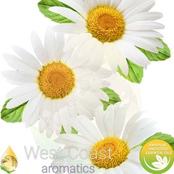 CHAMOMILE Floral Water. Shop West Coast Aromatics Bulk, Wholesale at www.westcoastaromatics.com from reputable sources in the world. Try today. You'll Immediately Notice the Difference! ✓60 Day-Money Back.