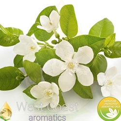 NEROLI pure essential oil. Shop West Coast Aromatics Bulk, Wholesale at www.westcoastaromatics.com from reputable sources in the world. Try today. You'll Immediately Notice the Difference! ✓60 Day-Money Back.