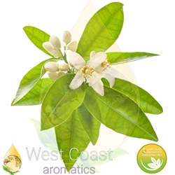 West Coast NEROLI pure essential oil. Shop West Coast Aromatics Bulk, Wholesale at www.westcoastaromatics.com from reputable sources in the world. Try today. You'll Immediately Notice the Difference! ✓60 Day-Money Back., Essential Oils,Product Name: Angelica Root Botanical Name: Angelica Archangelica Origin: France Family: Apiaceae Plant Part: Root Extraction Method: Steam Distillation Color: Light Brownish Yellow Liquid Consistency: Medium Note: Middle Strength of Aroma: Strong
