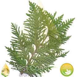 CEDARWOOD TEXAS pure essential oil. Shop West Coast Aromatics Bulk, Wholesale at www.westcoastaromatics.com from reputable sources in the world. Try today. You'll Immediately Notice the Difference! ✓60 Day-Money Back.