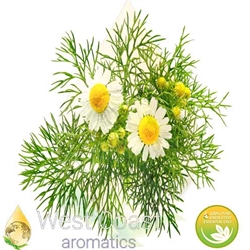 CHAMOMILE ROMAN pure essential oil. Shop West Coast Aromatics Bulk, Wholesale at www.westcoastaromatics.com from reputable sources in the world. Try today. You'll Immediately Notice the Difference! ✓60 Day-Money Back.