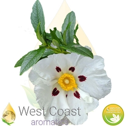 CISTUS pure essential oil. Shop West Coast Aromatics Bulk, Wholesale at www.westcoastaromatics.com from reputable sources in the world. Try today. You'll Immediately Notice the Difference! ✓60 Day-Money Back.