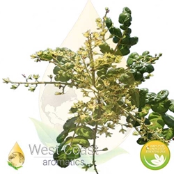 FRANKINCENSE SERRATA pure essential oil. Shop West Coast Aromatics Bulk, Wholesale at www.westcoastaromatics.com from reputable sources in the world. Try today. You'll Immediately Notice the Difference! ✓60 Day-Money Back.