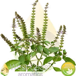 BASIL Holy-Tulsi pure essential oil. West Coast Aromatics Bulk, Wholesale at www.westcoastaromatics.com from reputable sources in the world. Try today. You'll Immediately Notice the Difference! ✓60 Day-Money Back.
