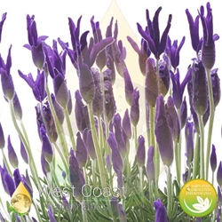 LAVENDER ANGUSTIFOLIA pure essential oil. Shop West Coast Aromatics Bulk, Wholesale at www.westcoastaromatics.com from reputable sources in the world. Try today. You'll Immediately Notice the Difference! ✓60 Day-Money Back.