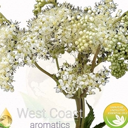 ANGELICA ROOT pure essential oil. Shop West Coast Aromatics Bulk, Wholesale at www.westcoastaromatics.com from reputable sources in the world. Try today. You'll Immediately Notice the Difference! ✓60 Day-Money Back.