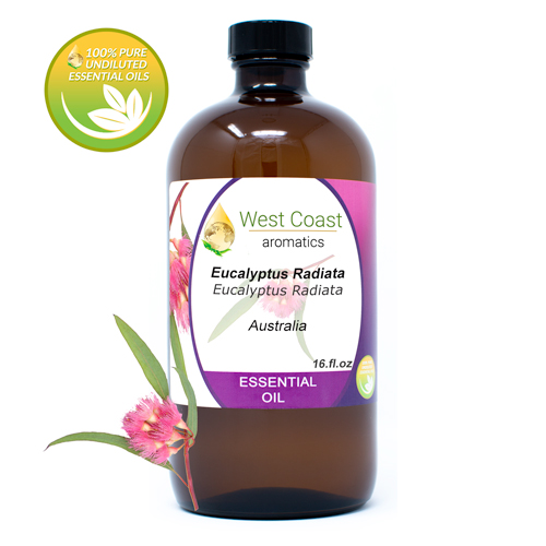 Essential-Oil_Eucalyptus-Radiata_Australia_16oz.jpg