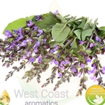 CLARY SAGE  (BULGARIA)