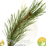 PINE SCOTCH (BULGARIA)