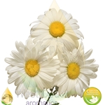 CHAMOMILE GERMAN BLUE (HUNGARY)