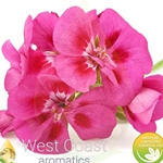 ROSE GERANIUM (FRANCE)