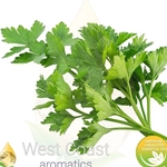 Parsley Seed (Egypt)