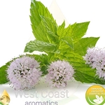 PEPPERMINT (INDIA)