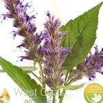 PEPPERMINT YAKIMA pure essential oil. Shop West Coast Aromatics Bulk, Wholesale at www.westcoastaromatics.com from reputable sources in the world. Try today. You'll Immediately Notice the Difference! ✓60 Day-Money Back.