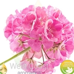 ROSE GERANIUM (France)