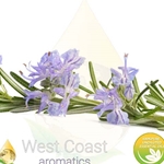 Rosemary (Spain) Camphor Type