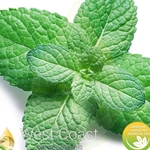 SPEARMINT (USA)