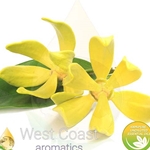 YLANG_YLANG#2 (Madagascar)