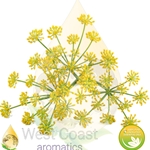 FENNEL SWEET (FRANCE)