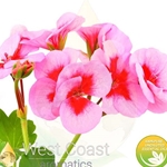 GERANIUM EGYPTIAN (EGYPT)