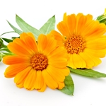 Calendula Essential Oil (Stem Distilled) - Bulk & Wholesale | West Coast Aromatics. High-quality, natural essential oil for skincare, aromatherapy, and wellness.