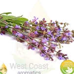 CLARY SAGE Floral Water. Shop West Coast Aromatics Bulk, Wholesale at www.westcoastaromatics.com from reputable sources in the world. Try today. You'll Immediately Notice the Difference! ✓60 Day-Money Back.