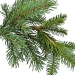 Fir Needle *Floral Water*