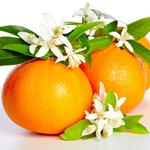 PETITGRAIN Floral Water. Shop West Coast Aromatics Bulk, Wholesale at www.westcoastaromatics.com from reputable sources in the world. Try today. You'll Immediately Notice the Difference! ✓60 Day-Money Back.