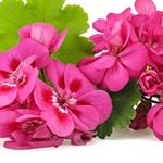 ROSE GERANIUM Floral Water. Shop West Coast Aromatics Bulk, Wholesale at www.westcoastaromatics.com from reputable sources in the world. Try today. You'll Immediately Notice the Difference! ✓60 Day-Money Back.
