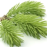 Spruce *Floral Water*