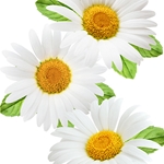 CHAMOMILE Floral Water. Shop West Coast Aromatics Bulk, Wholesale at www.westcoastaromatics.com from reputable sources in the world. Try today. You'll Immediately Notice the Difference! ✓60 Day-Money Back.