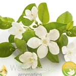 NEROLI (TUNISIA)