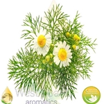 CHAMOMILE ROMAN (ENGLAND)