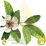 Copaiba Balsam (Brazil)