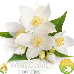 JASMINE SAMBAC absolute essential oil. Shop West Coast Aromatics Bulk, Wholesale at www.westcoastaromatics.com from reputable sources in the world. Try today. You'll Immediately Notice the Difference! ✓60 Day-Money Back.