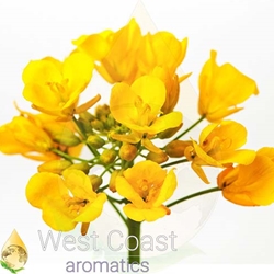 CANOLA Carrier Oil. Shop West Coast Aromatics Bulk, Wholesale at www.westcoastaromatics.com from reputable sources in the world. Try today. You'll Immediately Notice the Difference! ✓60 Day-Money Back.