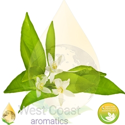 NEROLI pure essential oil. Shop West Coast Aromatics Bulk, Wholesale at www.westcoastaromatics.com from reputable sources in the world. Try today. You'll Immediately Notice the Difference! ✓60 Day-Money Back.