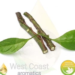 3.3oz bottle of Sandalwood Amyris (Haiti) essential oil