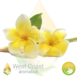 Frangipani Absolute Oil – Natural Floral Absolute for Aromatherapy and Perfumery