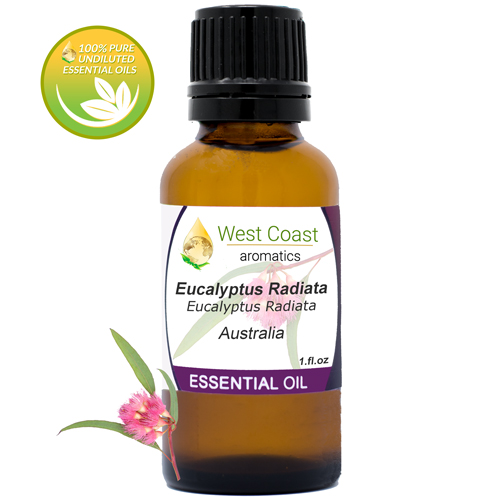 Essential-Oil_Eucalyptus-Radiata_Australia_1oz.jpg