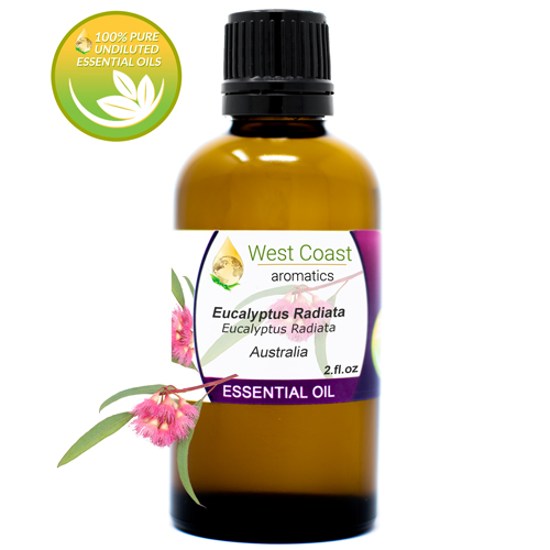 Essential-Oil_Eucalyptus-Radiata_Australia_2oz.jpg