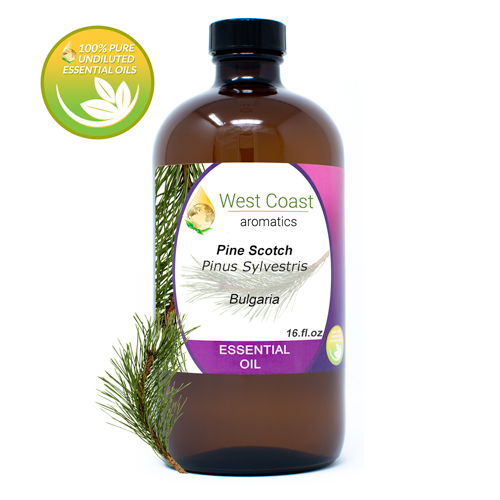 Essential-Oil_Pine-Scotch_Bulgaria_16oz.jpg